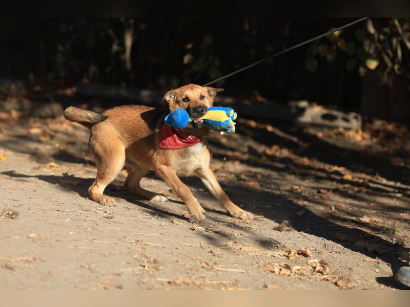 Welpe Coby: Sucht erfahrene Hundebesitzer