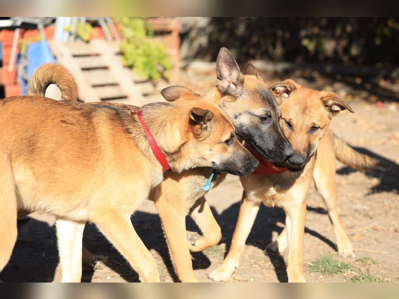 Welpe Coby: Sucht erfahrene Hundebesitzer