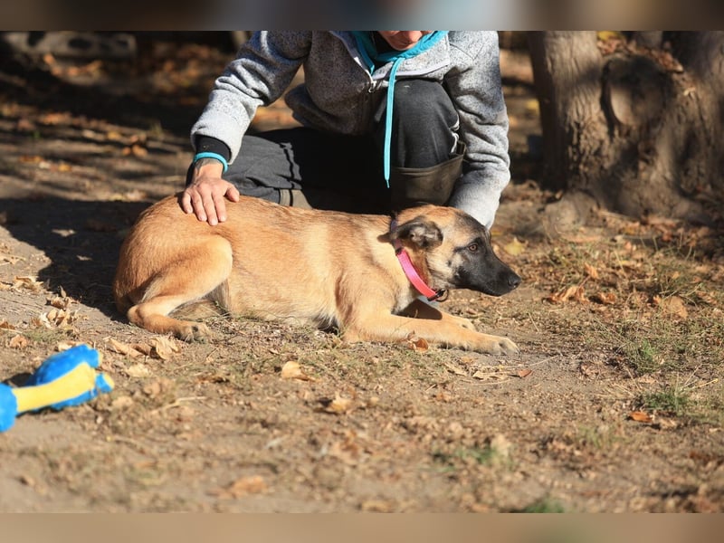 Pepper: Süßer Welpe braucht erfahrene Menschen