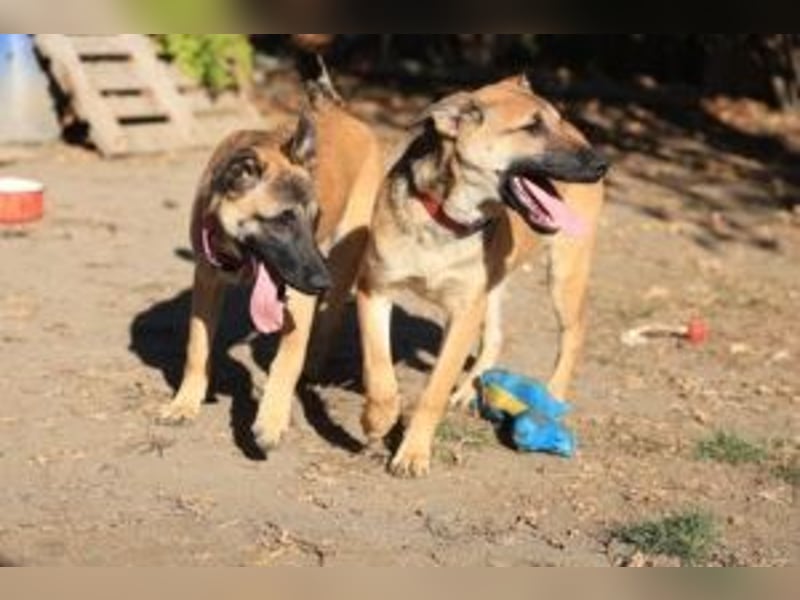 Welpe Lemmi: Möchte in eine hundeerfahrene Familie