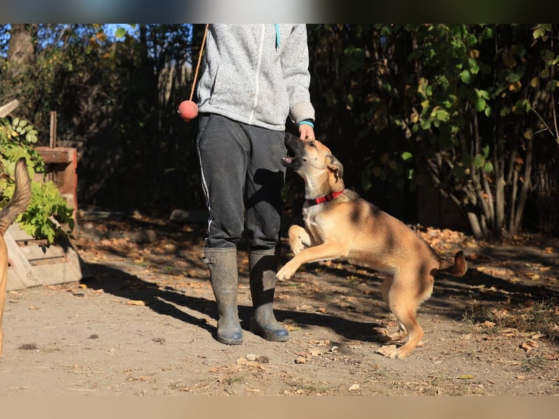 Welpe Lemmi: Möchte in eine hundeerfahrene Familie