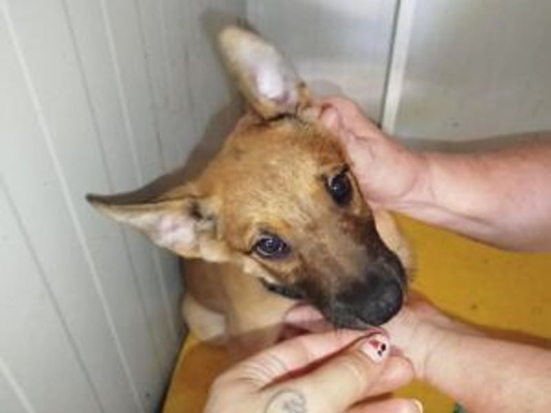 Welpe Coby: Sucht erfahrene Hundebesitzer