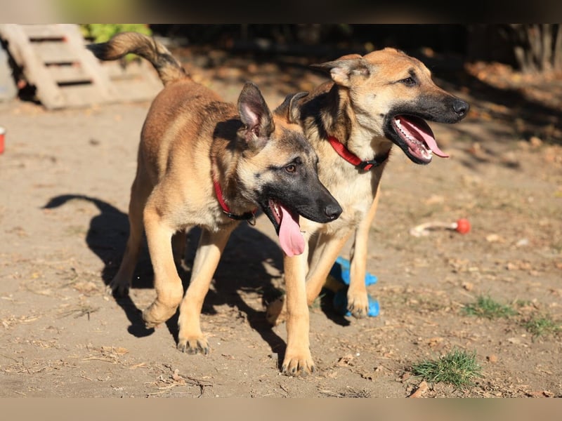 Welpe Coby: Sucht erfahrene Hundebesitzer