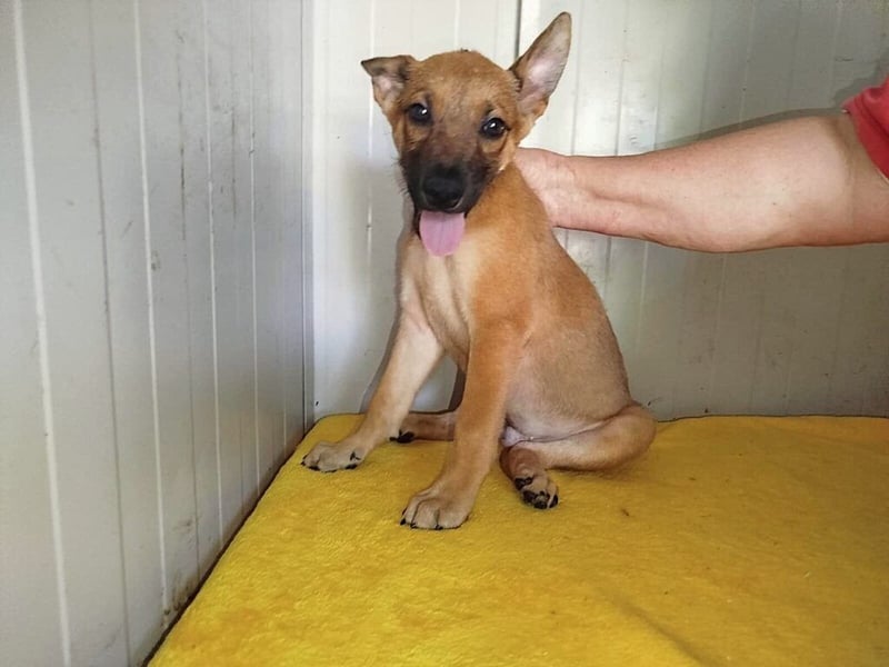 Welpe Coby: Sucht erfahrene Hundebesitzer