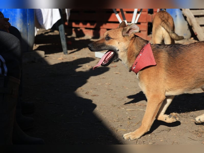 Welpe Coby: Sucht erfahrene Hundebesitzer