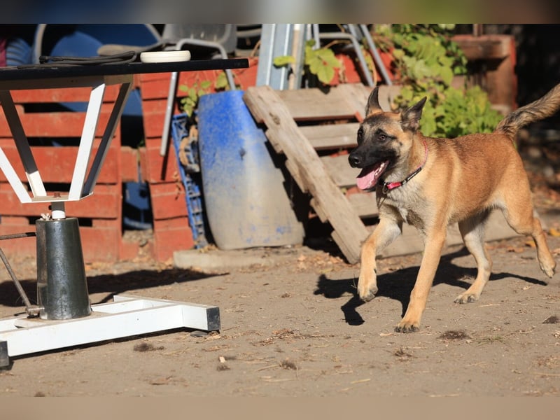 Pepper: Süßer Welpe braucht erfahrene Menschen