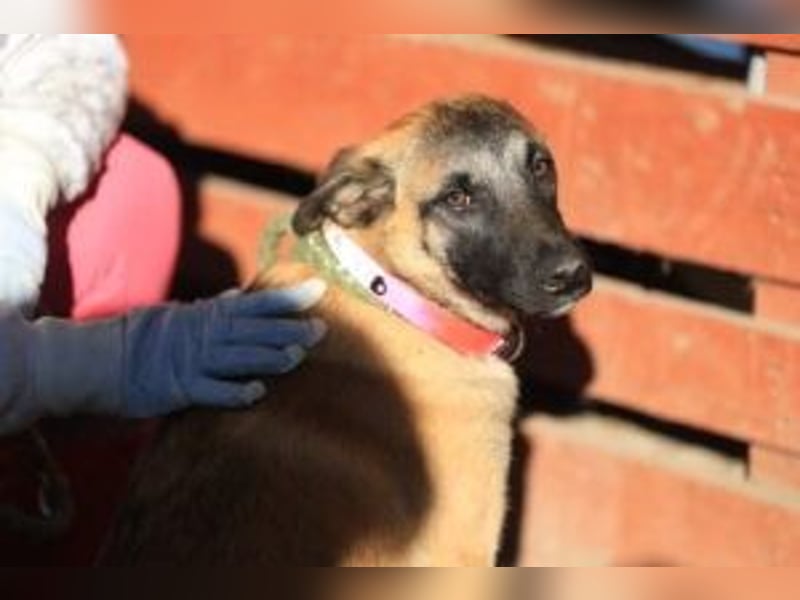 Pepper: Süßer Welpe braucht erfahrene Menschen