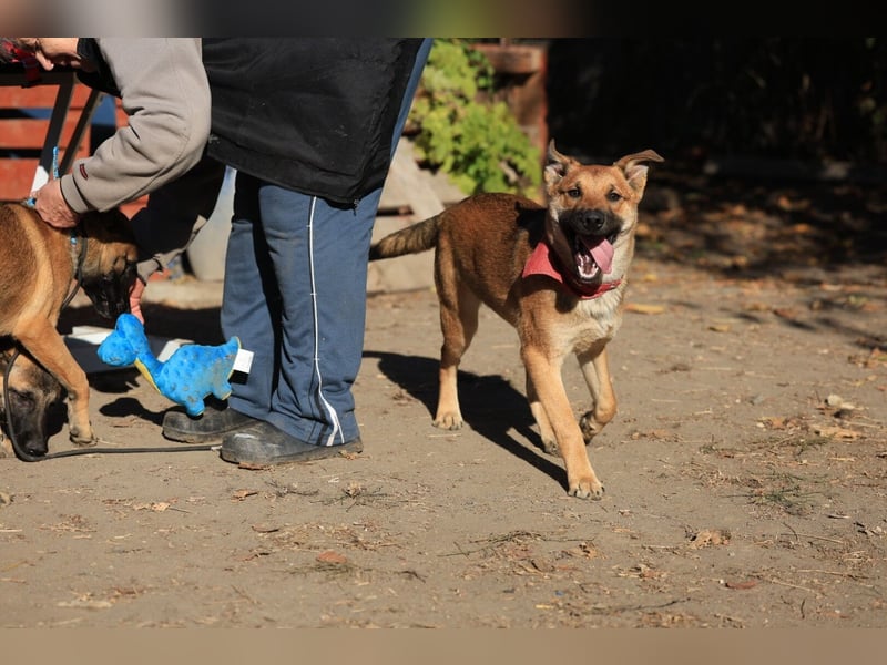 Welpe Coby: Sucht erfahrene Hundebesitzer