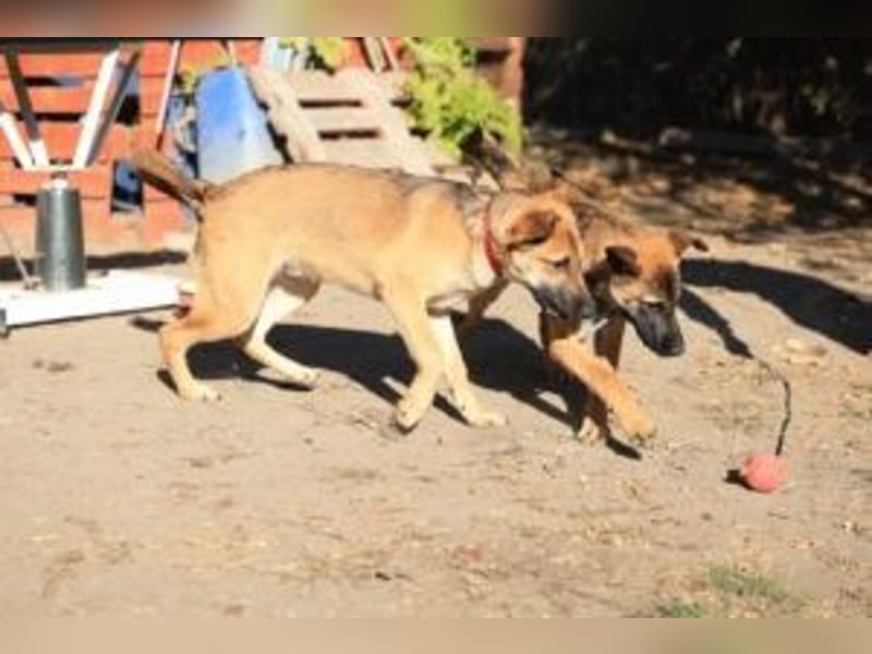 Welpe Lemmi: Möchte in eine hundeerfahrene Familie