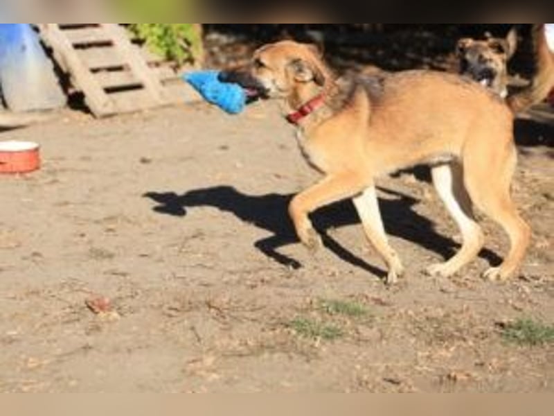 Welpe Lemmi: Möchte in eine hundeerfahrene Familie