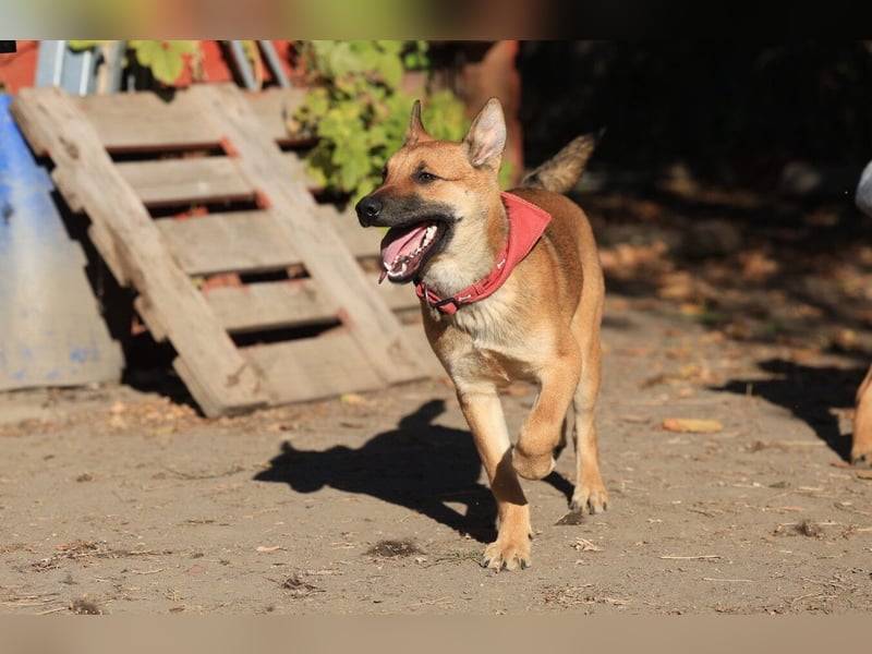 Welpe Coby: Sucht erfahrene Hundebesitzer