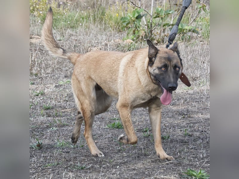 Lady – eine Gefährtin mit Herz