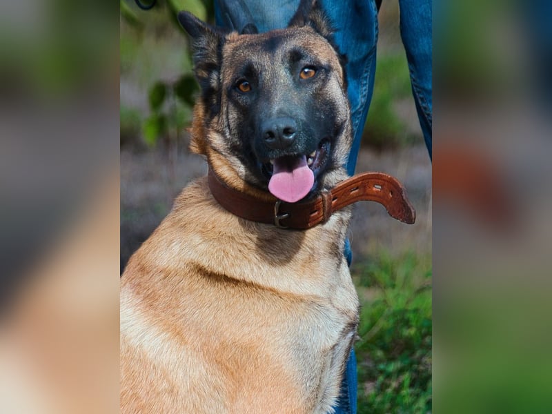 Lady – eine Gefährtin mit Herz