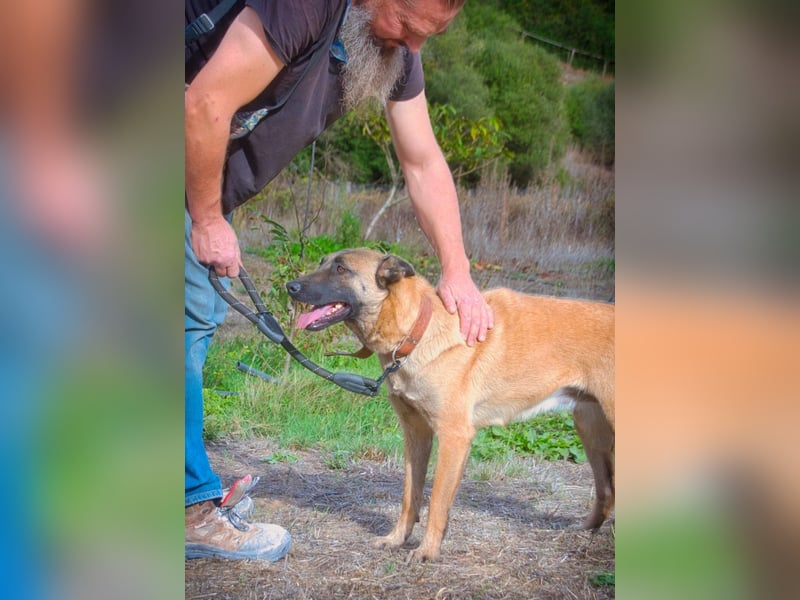 Lady – eine Gefährtin mit Herz