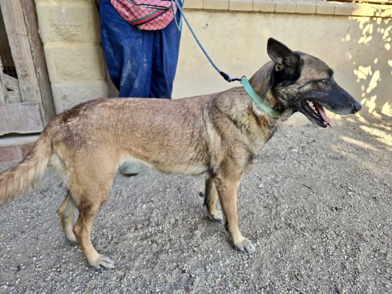 Kene - lässt sich gerne anfassen, lernwillig und freundlich