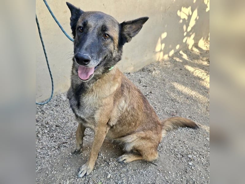 Kene - lässt sich gerne anfassen, lernwillig und freundlich