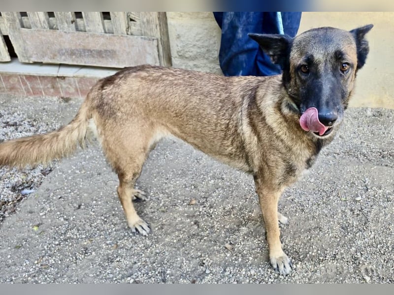 Kene - lässt sich gerne anfassen, lernwillig und freundlich