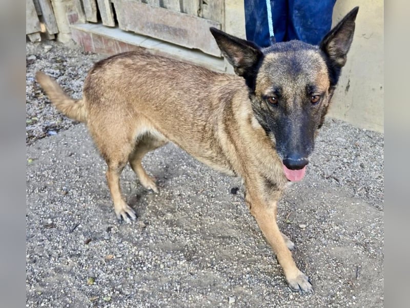 Kene - lässt sich gerne anfassen, lernwillig und freundlich