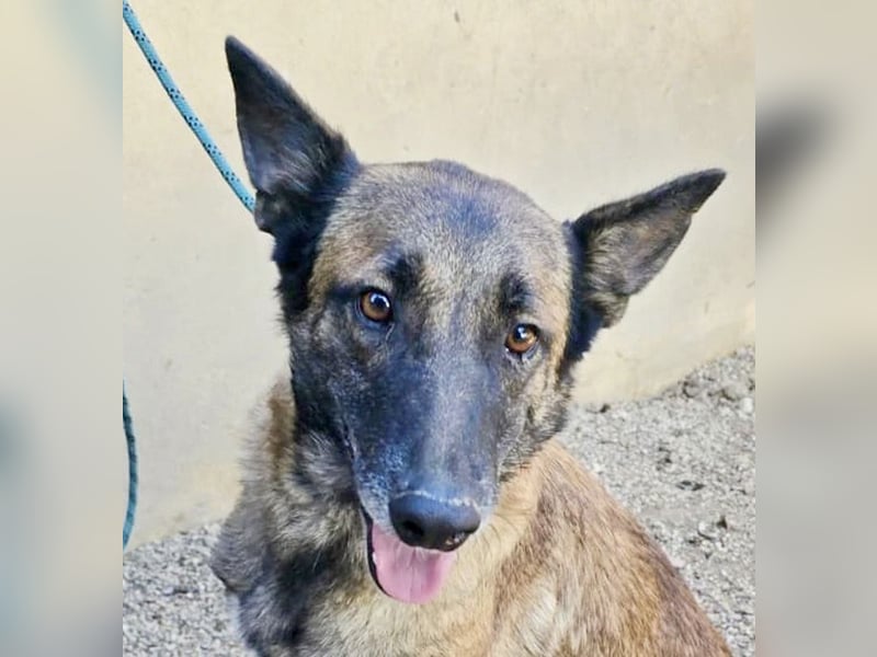 Kene - lässt sich gerne anfassen, lernwillig und freundlich