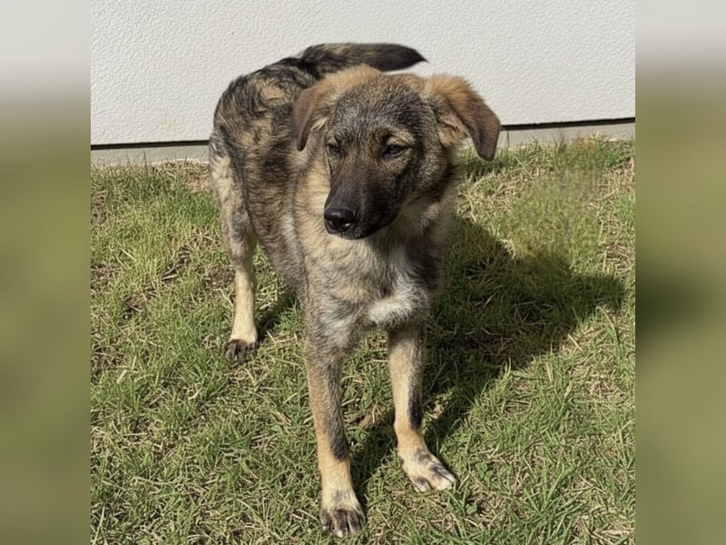 Uno ein braver lieber Hundebub