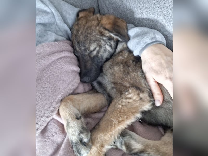 Uno ein braver lieber Hundebub