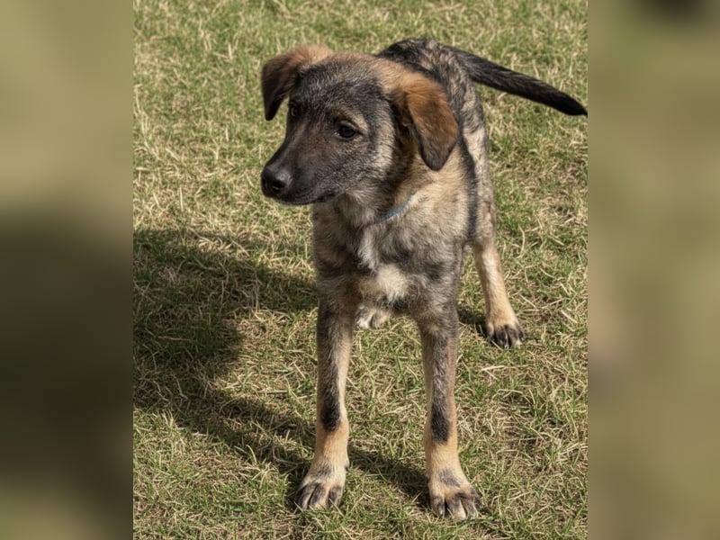 Uno ein braver lieber Hundebub