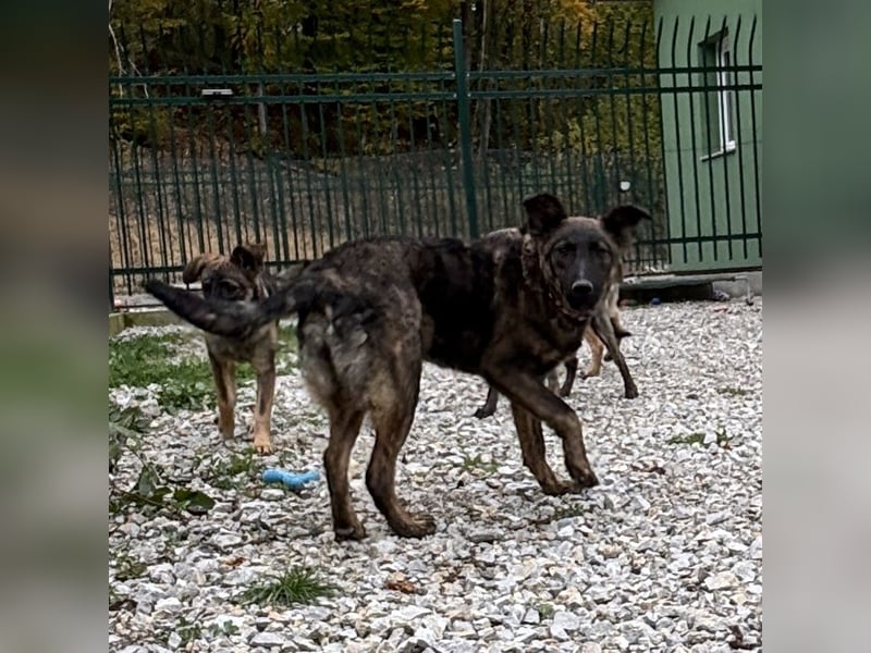 Kiara eine verschmuste freundliche Hündin