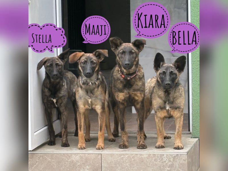Kiara eine verschmuste freundliche Hündin