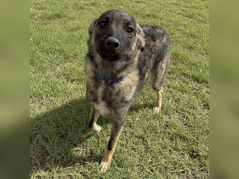 Uno ein braver lieber Hundebub