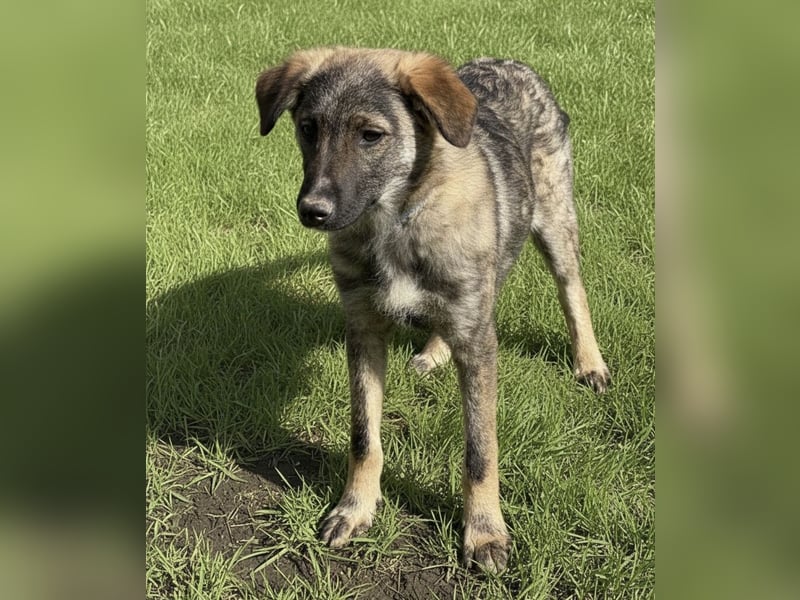 Uno ein braver lieber Hundebub