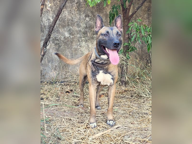 CHINO – ruhig, freundlich und einfach wundervoll