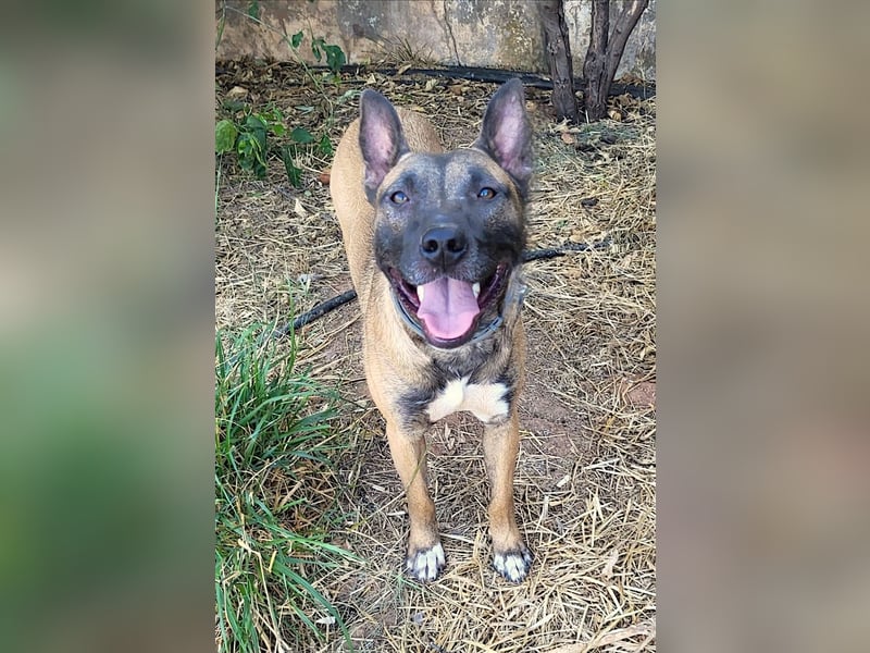 CHINO – ruhig, freundlich und einfach wundervoll