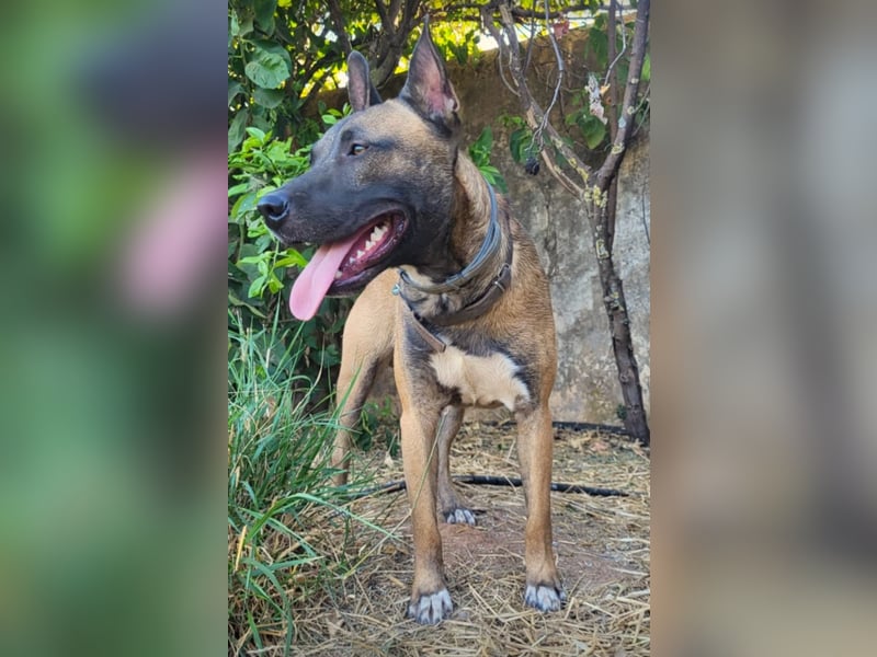 CHINO – ruhig, freundlich und einfach wundervoll