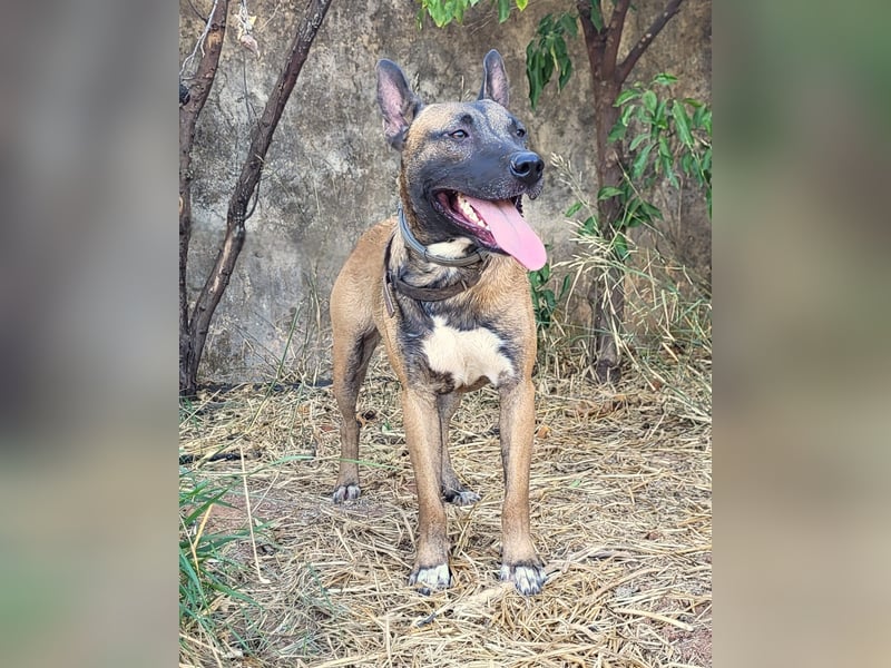 CHINO – ruhig, freundlich und einfach wundervoll