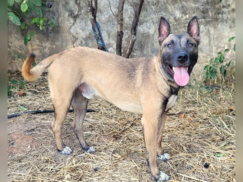 CHINO – ruhig, freundlich und einfach wundervoll