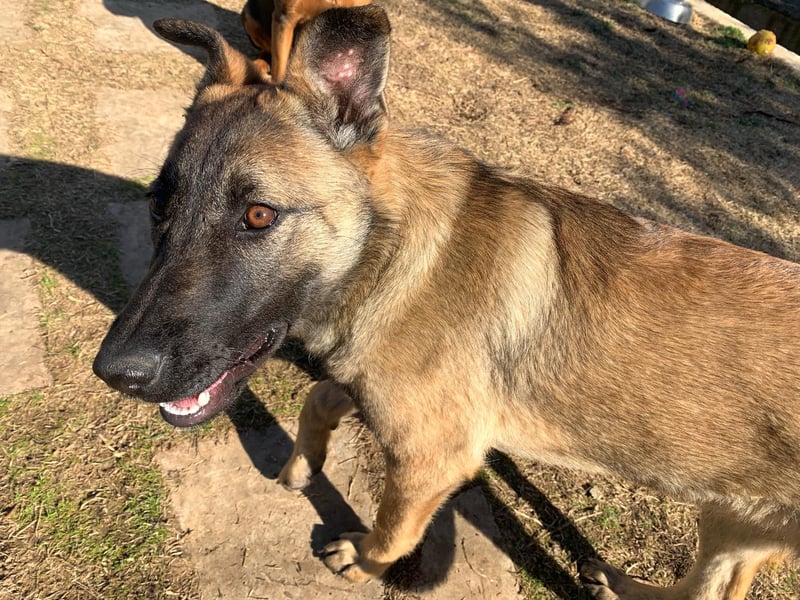 Nala - in 50127 Bergheim auf Pflegestelle