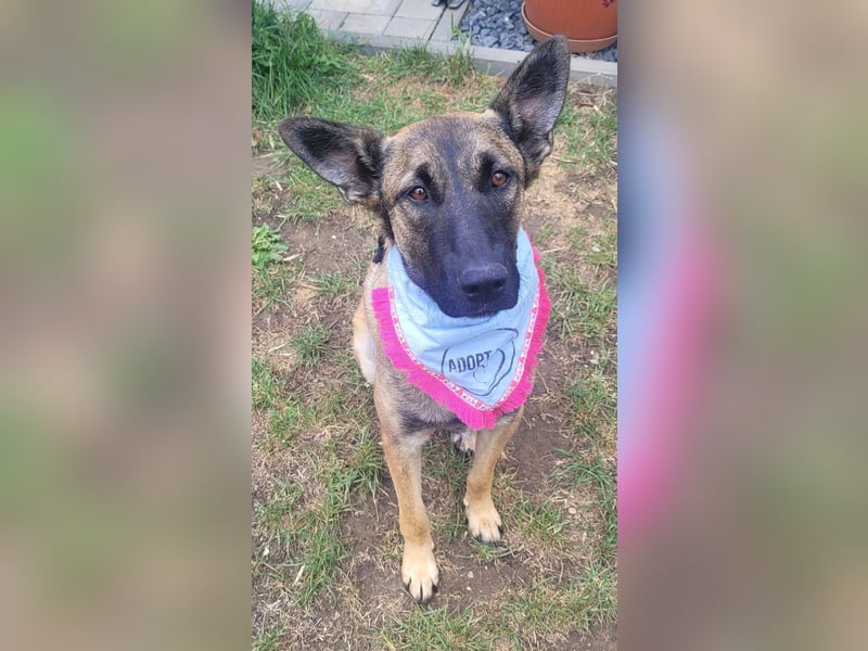 Nala - in 50127 Bergheim auf Pflegestelle