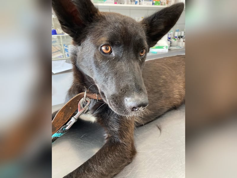 Piroska von kettenlos