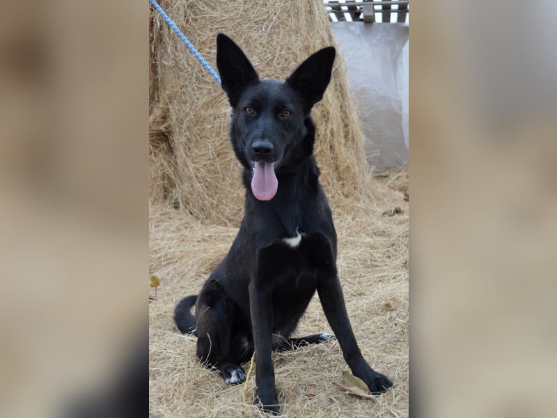 Piroska von kettenlos