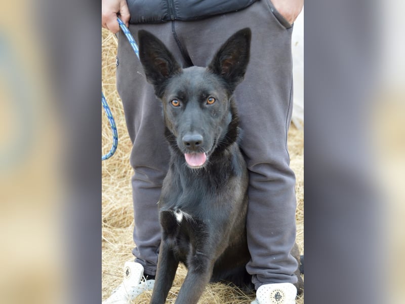 Piroska von kettenlos