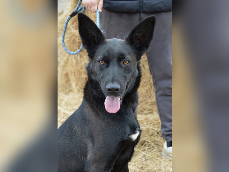 Piroska von kettenlos