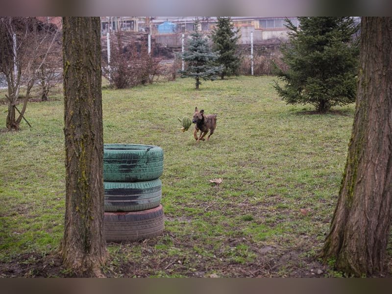 STELLA – Kleine Malinois-Mix-Hündin mit ganz viel Lebensfreude