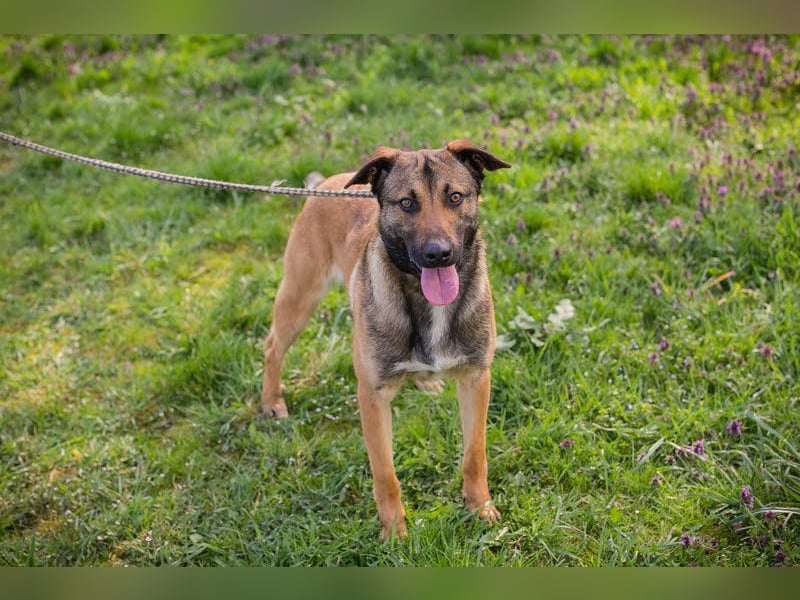 JASPER – Ein lieber Malinois-Mix, der einfach gefallen möchte