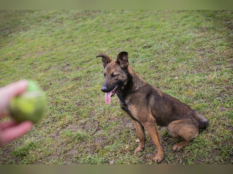 STELLA – Kleine Malinois-Mix-Hündin mit ganz viel Lebensfreude