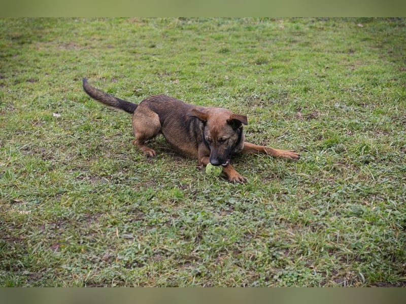 STELLA – Kleine Malinois-Mix-Hündin mit ganz viel Lebensfreude
