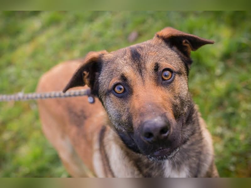 JASPER – Ein lieber Malinois-Mix, der einfach gefallen möchte