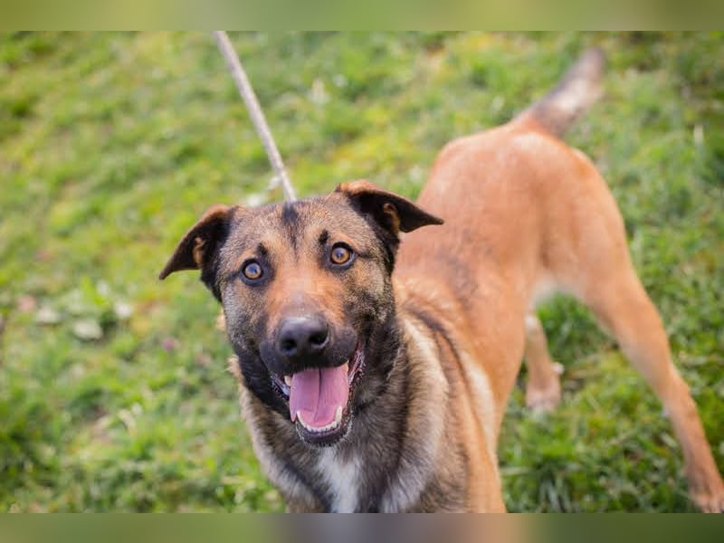 JASPER – Ein lieber Malinois-Mix, der einfach gefallen möchte