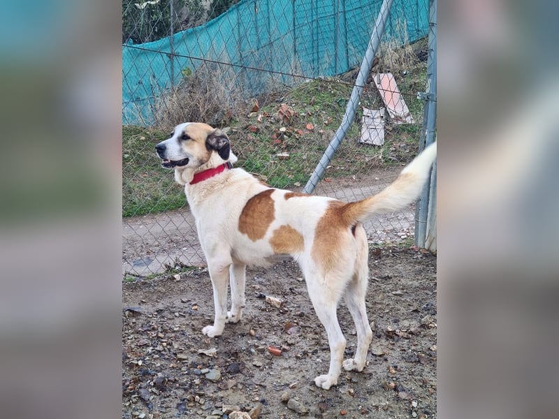 KAMILA-großartige Dame, freundlich, zugänglich, menschenbezogen, aufgeschlossen,  sucht ihr Zuhause