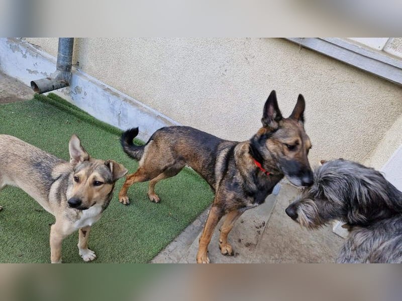 HERA-intelligent,neugierig, offen für jedes Abenteuer, liebt die Menschen und sucht ihr Zuhause