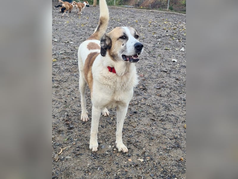 KAMILA-großartige Dame, freundlich, zugänglich, menschenbezogen, aufgeschlossen,  sucht ihr Zuhause